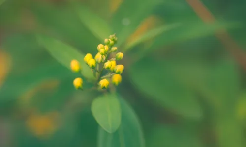【14067】植物壁纸  2K 高清壁纸2560_1600@青蛙壁纸-笨猫小站