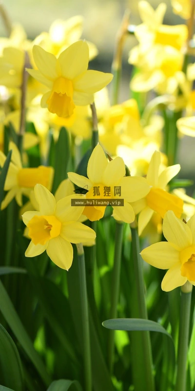 【14070】植物壁纸  2K 高清壁纸2560_1600@青蛙壁纸-笨猫小站