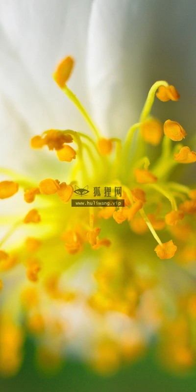 【14071】植物壁纸  2K 高清壁纸2560_1600@青蛙壁纸-笨猫小站