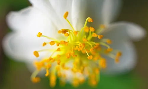 【14071】植物壁纸  2K 高清壁纸2560_1600@青蛙壁纸-笨猫小站