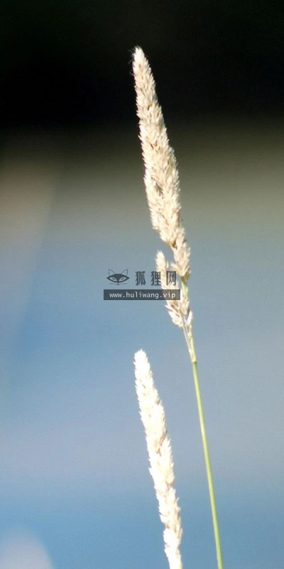 【14073】植物壁纸  2K 高清壁纸2560_1600@青蛙壁纸-笨猫小站
