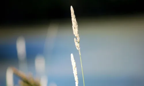 【14073】植物壁纸  2K 高清壁纸2560_1600@青蛙壁纸-笨猫小站