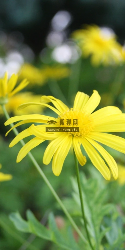 【14074】植物壁纸  2K 高清壁纸2560_1600@青蛙壁纸-笨猫小站