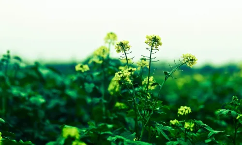 【14076】植物壁纸  2K 高清壁纸2560_1600@青蛙壁纸-笨猫小站