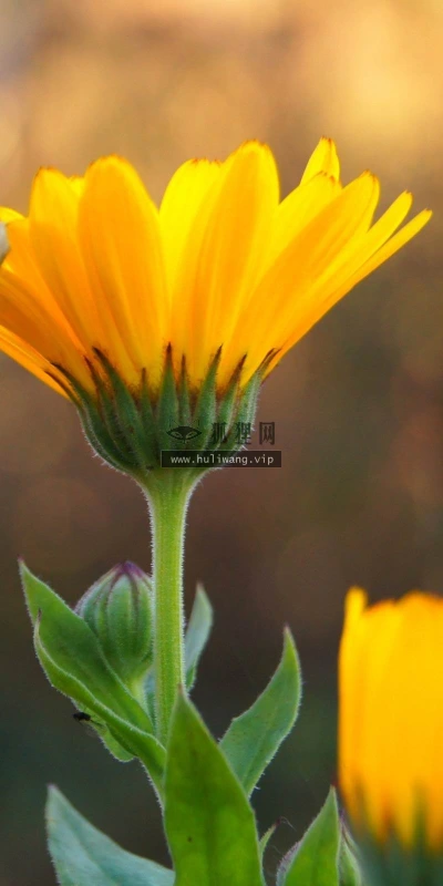 【14077】植物壁纸  2K 高清壁纸2560_1600@青蛙壁纸-笨猫小站