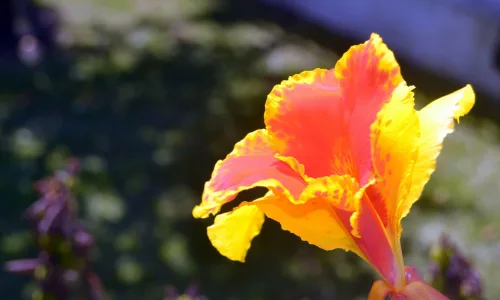【14078】植物壁纸  2K 高清壁纸2560_1600@青蛙壁纸-笨猫小站