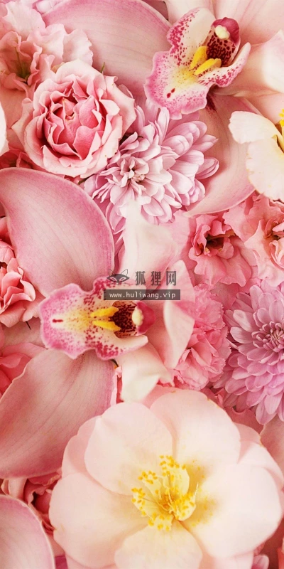 【14083】植物壁纸  2K 高清壁纸2560_1600@青蛙壁纸-笨猫小站