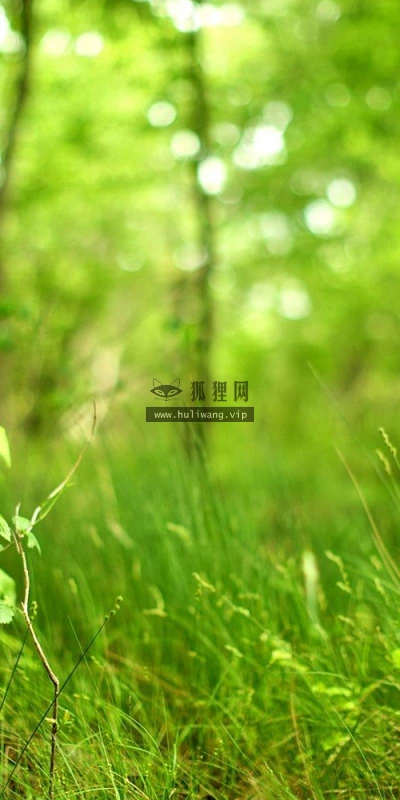 【14084】植物壁纸  2K 高清壁纸2560_1600@青蛙壁纸-笨猫小站