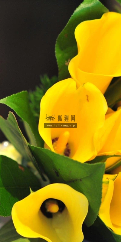 【14085】植物壁纸  2K 高清壁纸2560_1600@青蛙壁纸-笨猫小站
