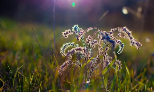 【14086】植物壁纸  2K 高清壁纸2560_1600@青蛙壁纸-笨猫小站