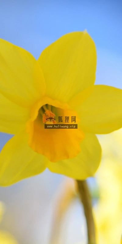 【14089】植物壁纸  2K 高清壁纸2560_1600@青蛙壁纸-笨猫小站