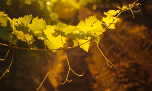 【14090】植物壁纸  2K 高清壁纸2560_1600@青蛙壁纸-笨猫小站