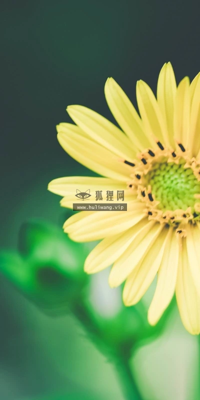 【14094】植物壁纸  2K 高清壁纸2560_1600@青蛙壁纸-笨猫小站