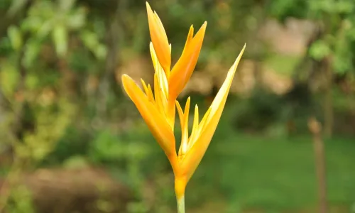 【14095】植物壁纸  2K 高清壁纸2560_1600@青蛙壁纸-笨猫小站