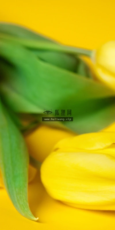 【14096】植物壁纸  2K 高清壁纸2560_1600@青蛙壁纸-笨猫小站