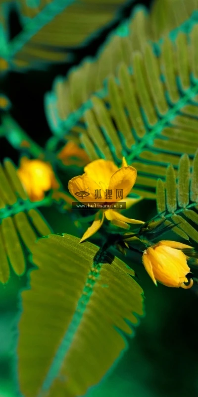 【14097】植物壁纸  2K 高清壁纸2560_1600@青蛙壁纸-笨猫小站