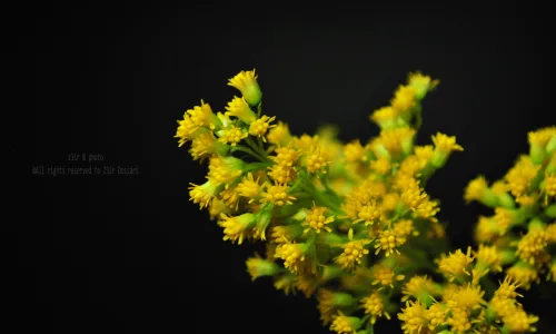 【14099】植物壁纸  2K 高清壁纸2560_1600@青蛙壁纸-笨猫小站