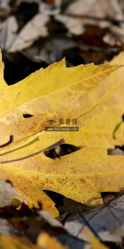 【14101】植物壁纸  2K 高清壁纸2560_1600@青蛙壁纸-笨猫小站