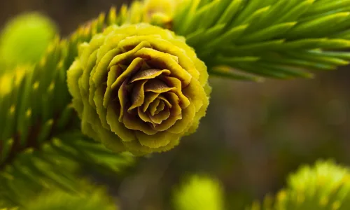 【14102】植物壁纸  2K 高清壁纸2560_1600@青蛙壁纸-笨猫小站