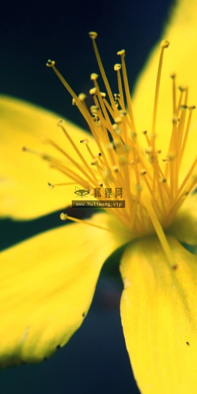 【14105】植物壁纸  2K 高清壁纸2560_1600@青蛙壁纸-笨猫小站