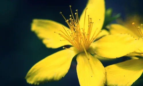 【14105】植物壁纸  2K 高清壁纸2560_1600@青蛙壁纸-笨猫小站
