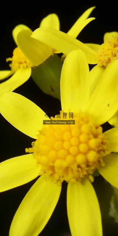 【14106】植物壁纸  2K 高清壁纸2560_1600@青蛙壁纸-笨猫小站