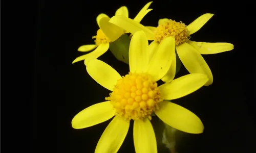 【14106】植物壁纸  2K 高清壁纸2560_1600@青蛙壁纸-笨猫小站