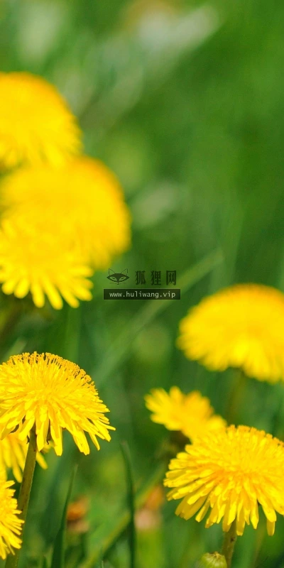 【14107】植物壁纸  2K 高清壁纸2560_1600@青蛙壁纸-笨猫小站