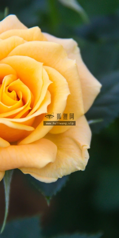 【14109】植物壁纸  2K 高清壁纸2560_1600@青蛙壁纸-笨猫小站