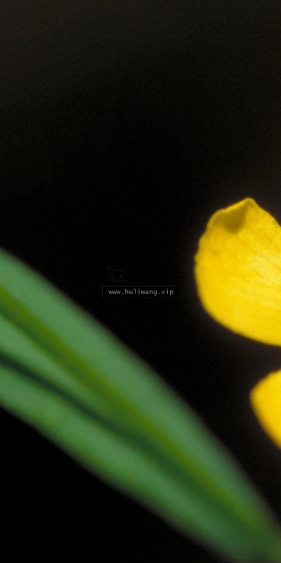 【14110】植物壁纸  2K 高清壁纸2560_1600@青蛙壁纸-笨猫小站