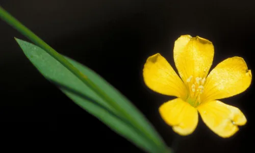 【14110】植物壁纸  2K 高清壁纸2560_1600@青蛙壁纸-笨猫小站