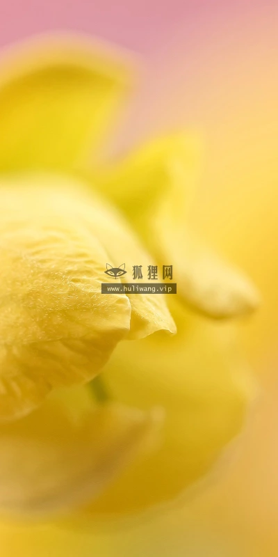 【14111】植物壁纸  2K 高清壁纸2560_1600@青蛙壁纸-笨猫小站