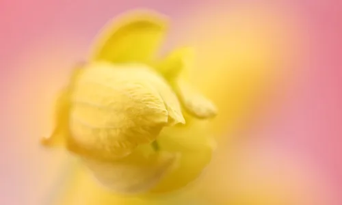 【14111】植物壁纸  2K 高清壁纸2560_1600@青蛙壁纸-笨猫小站
