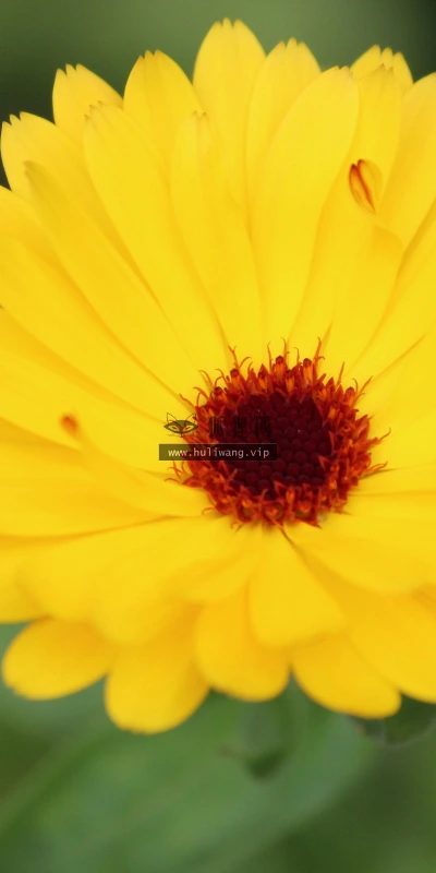 【14113】植物壁纸  2K 高清壁纸2560_1600@青蛙壁纸-笨猫小站