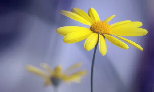 【14114】植物壁纸  2K 高清壁纸2560_1600@青蛙壁纸-笨猫小站