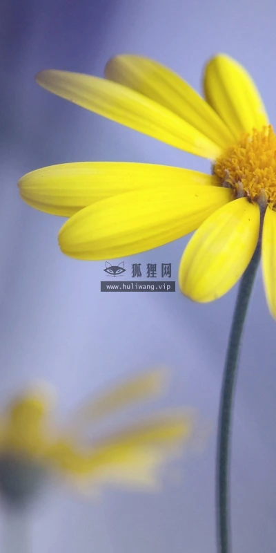 【14115】植物壁纸  2K 高清壁纸2560_1600@青蛙壁纸-笨猫小站