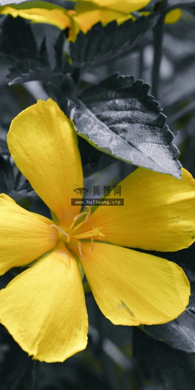 【14116】植物壁纸  2K 高清壁纸2560_1600@青蛙壁纸-笨猫小站
