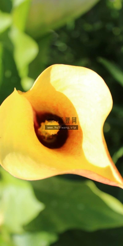 【14123】植物壁纸  2K 高清壁纸2560_1600@青蛙壁纸-笨猫小站