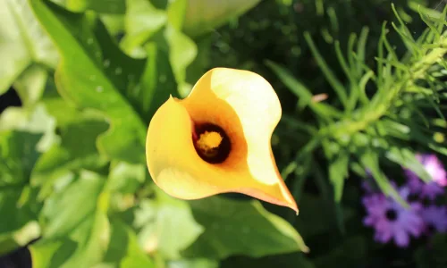 【14123】植物壁纸  2K 高清壁纸2560_1600@青蛙壁纸-笨猫小站