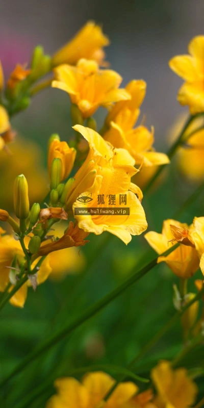【14126】植物壁纸  2K 高清壁纸2560_1600@青蛙壁纸-笨猫小站
