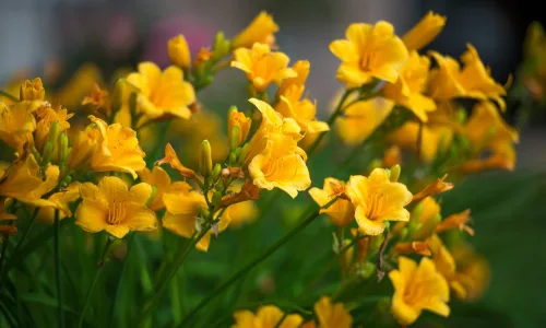 【14126】植物壁纸  2K 高清壁纸2560_1600@青蛙壁纸-笨猫小站