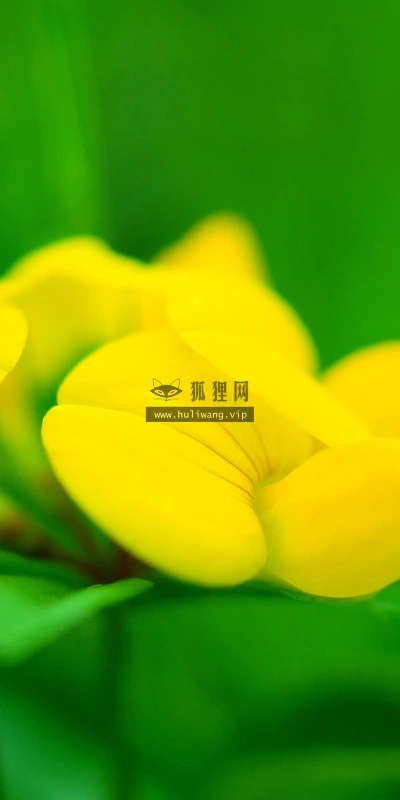 【14129】植物壁纸  2K 高清壁纸2560_1600@青蛙壁纸-笨猫小站