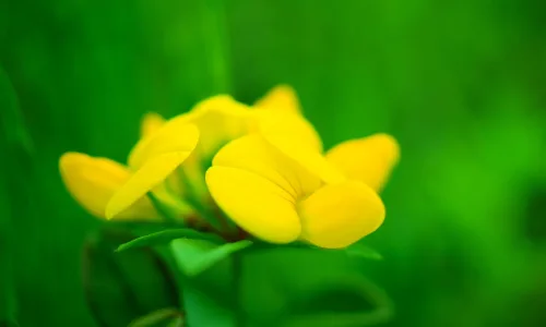 【14129】植物壁纸  2K 高清壁纸2560_1600@青蛙壁纸-笨猫小站