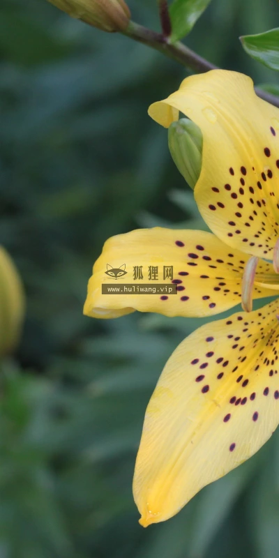 【14131】植物壁纸  2K 高清壁纸2560_1600@青蛙壁纸-笨猫小站