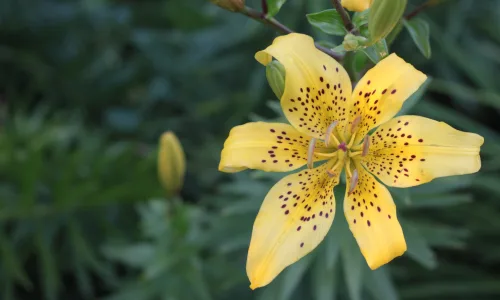 【14131】植物壁纸  2K 高清壁纸2560_1600@青蛙壁纸-笨猫小站