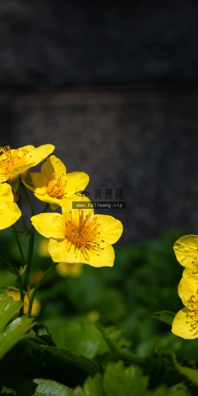 【14132】植物壁纸  2K 高清壁纸2560_1600@青蛙壁纸-笨猫小站