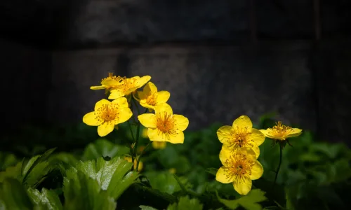 【14132】植物壁纸  2K 高清壁纸2560_1600@青蛙壁纸-笨猫小站