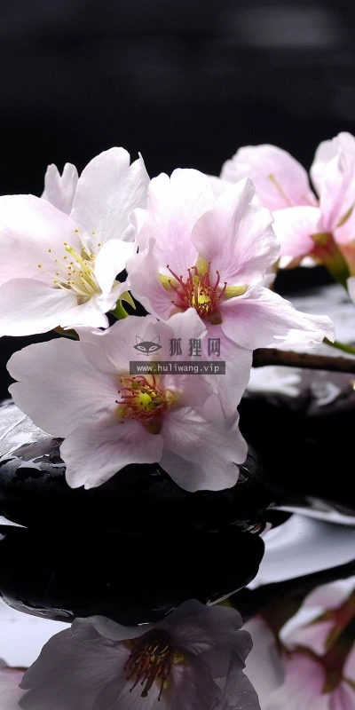 【14133】植物壁纸  2K 高清壁纸2560_1600@青蛙壁纸-笨猫小站