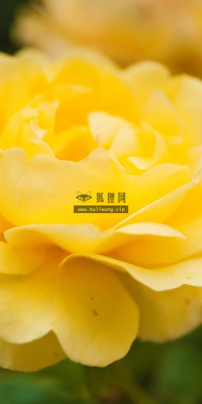 【14135】植物壁纸  2K 高清壁纸2560_1600@青蛙壁纸-笨猫小站