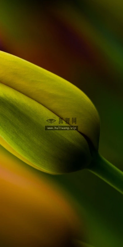 【14137】植物壁纸  2K 高清壁纸2560_1600@青蛙壁纸-笨猫小站